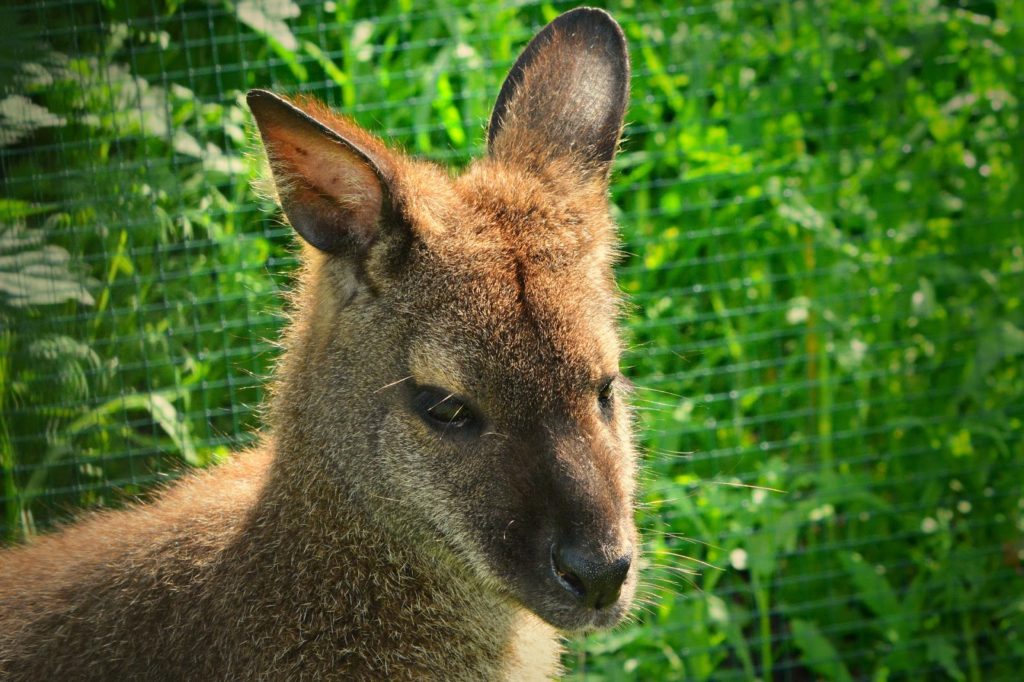Montrose County Wildlife kangaroo