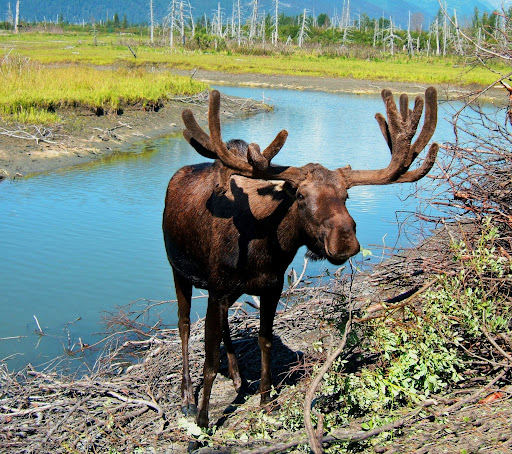 rising moose attacks colorado