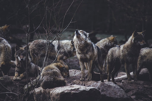 colorado wolf attack